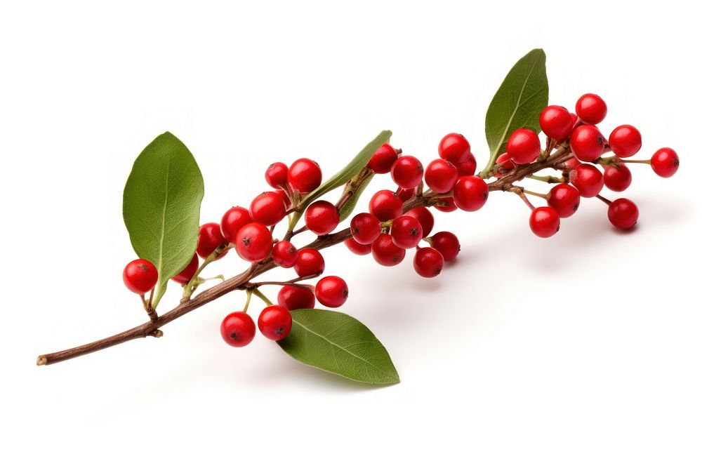 Mistletoe cherry plant fruit. AI generated Image by rawpixel.