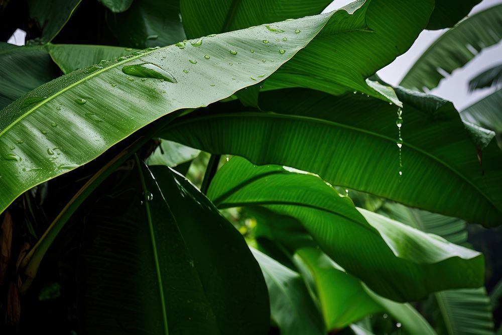 Banana leaf tree outdoors nature. AI generated Image by rawpixel.