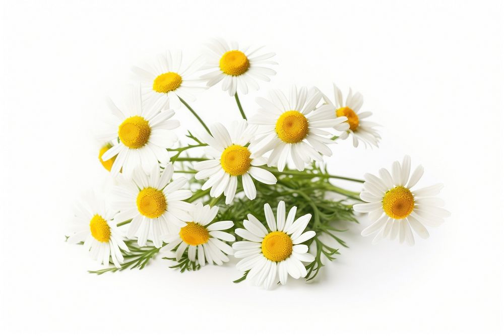 Wildflower daisy plant white. AI generated Image by rawpixel.