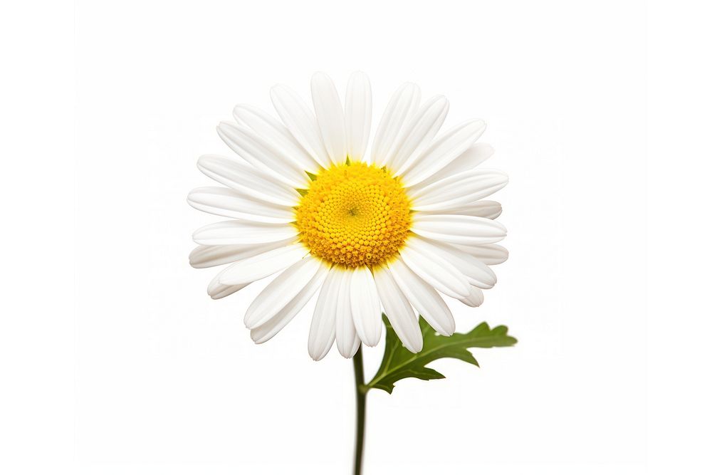 Flower png daisy plant white. AI generated Image by rawpixel.