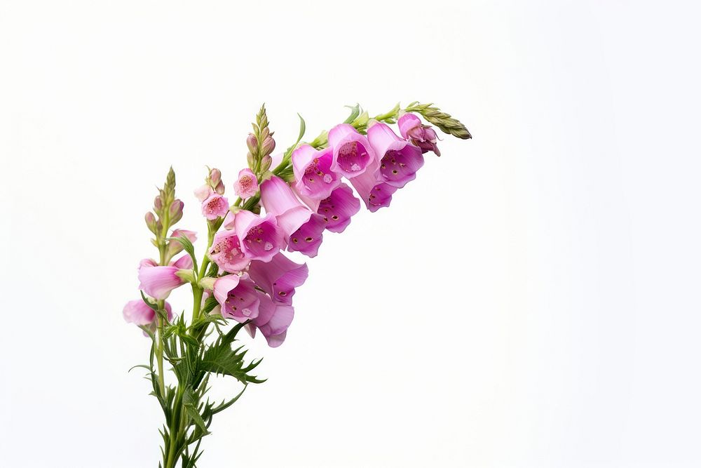 Wildflower foxglove blossom plant. AI generated Image by rawpixel.
