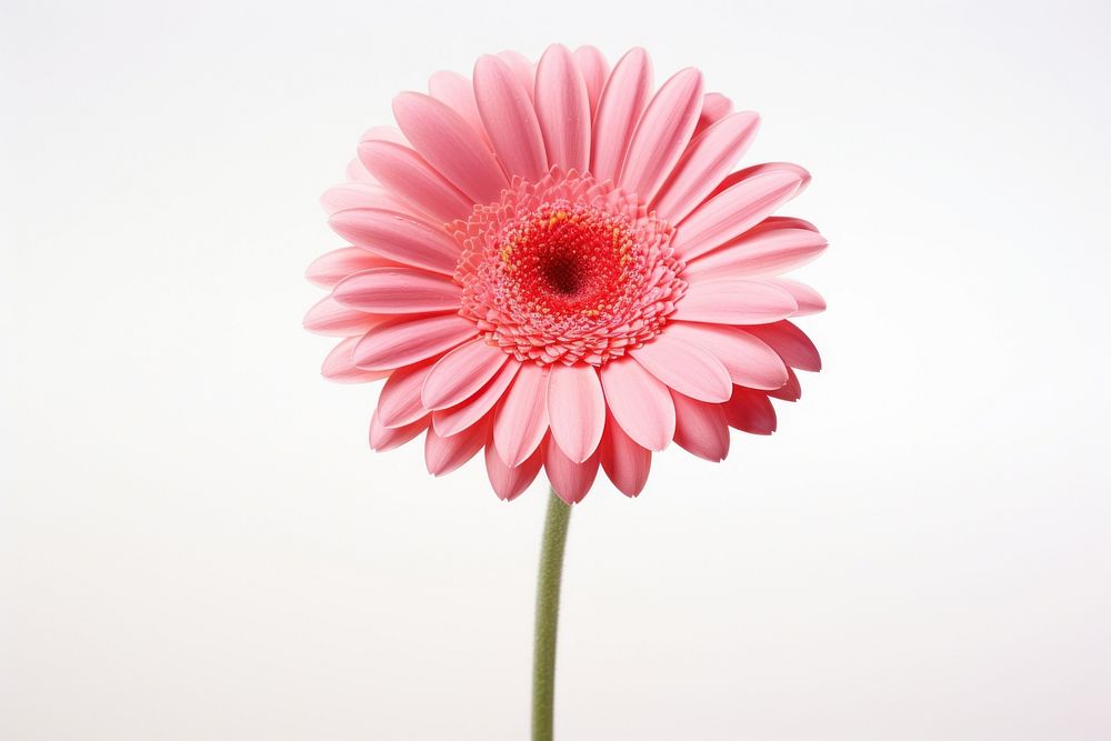 Flower png petal daisy plant. AI generated Image by rawpixel.