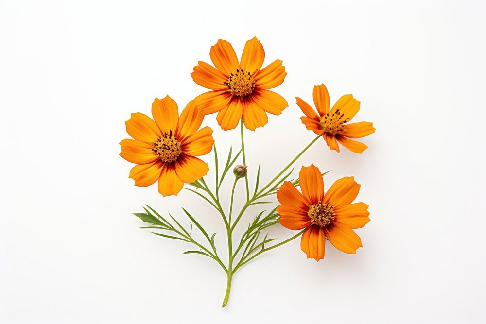 Wildflower petal plant white background. AI generated Image by rawpixel.