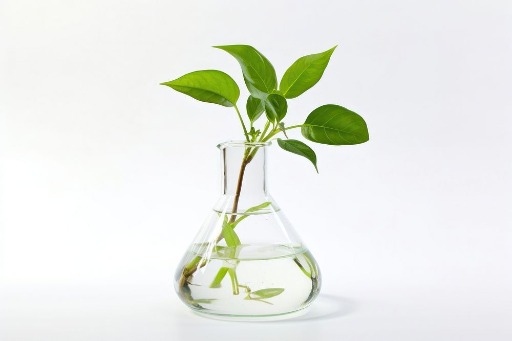 Biology plant vase leaf. AI generated Image by rawpixel.
