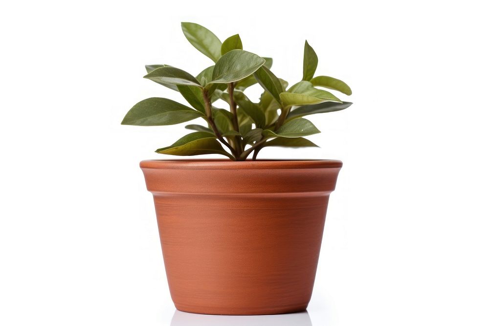Plant pot leaf white background houseplant. AI generated Image by rawpixel.