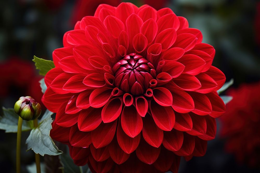 Red flower dahlia plant inflorescence. AI generated Image by rawpixel.