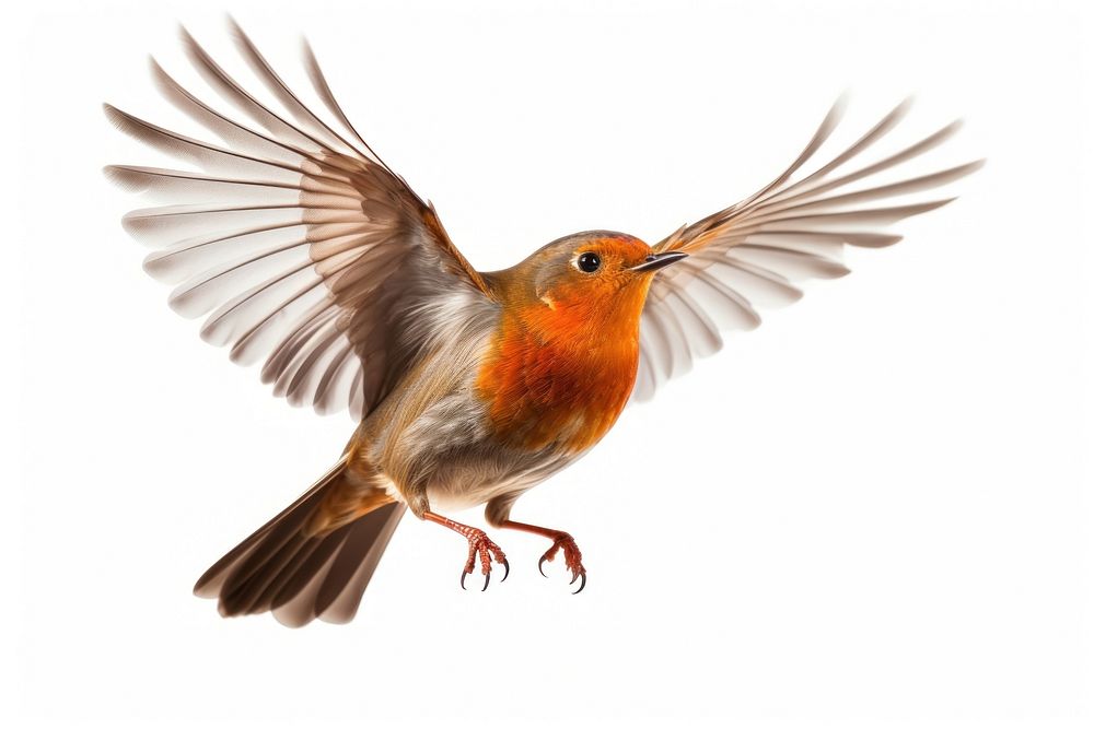 Robin bird animal flying. 