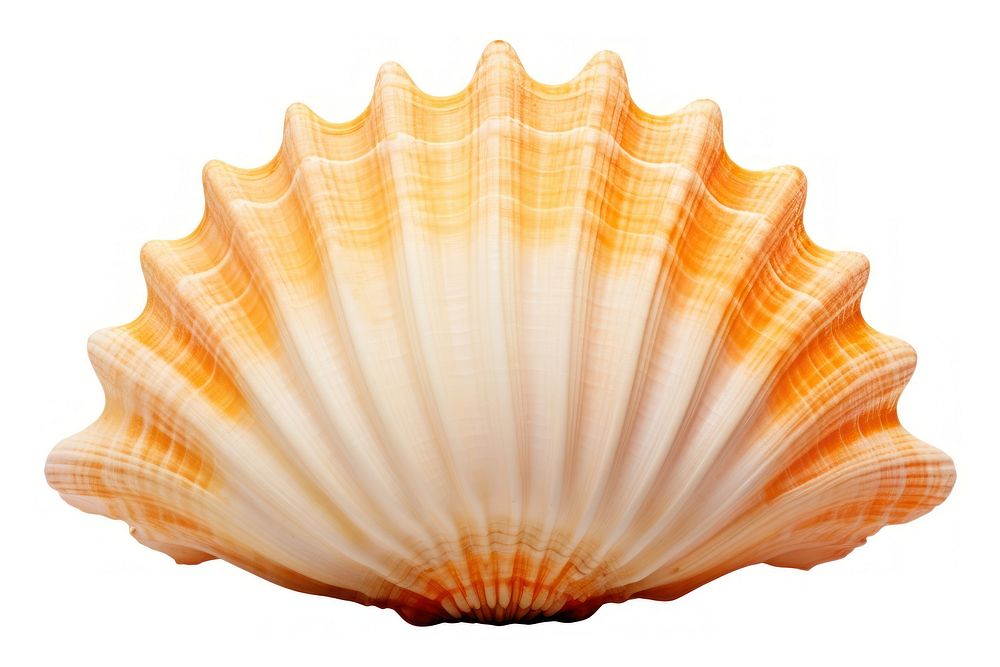 Underwater seashell clam white background. AI generated Image by rawpixel.