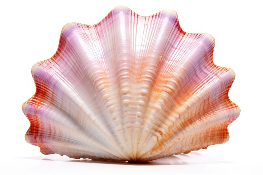 Underwater seashell seafood clam. AI generated Image by rawpixel.
