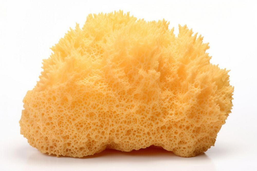 Underwater sponge food white background. AI generated Image by rawpixel.