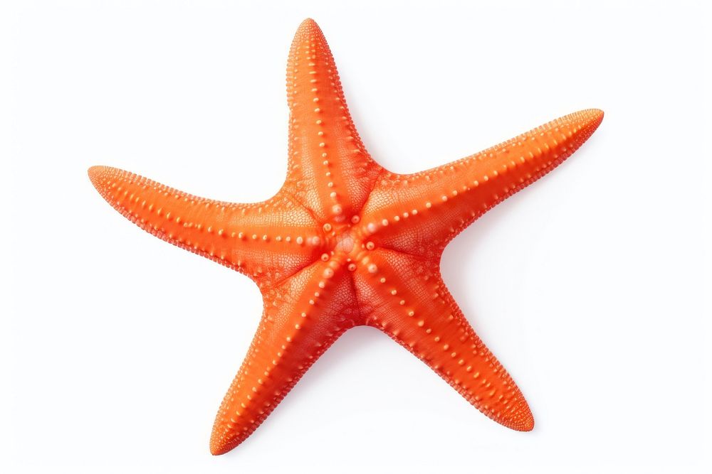 Underwater starfish animal sea. AI generated Image by rawpixel.