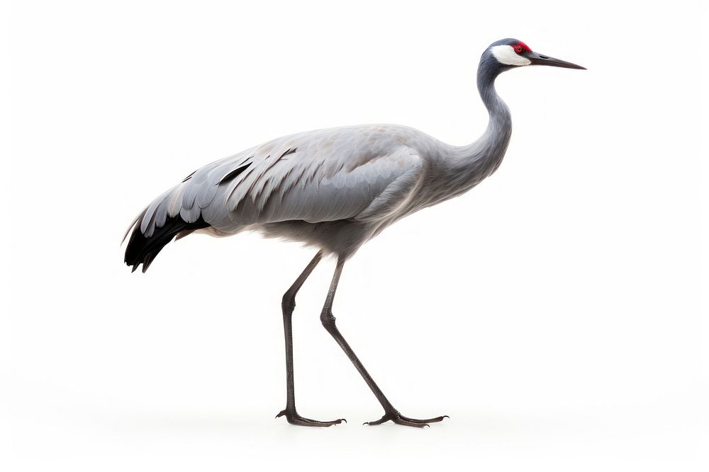 Crane bird animal white. AI generated Image by rawpixel.