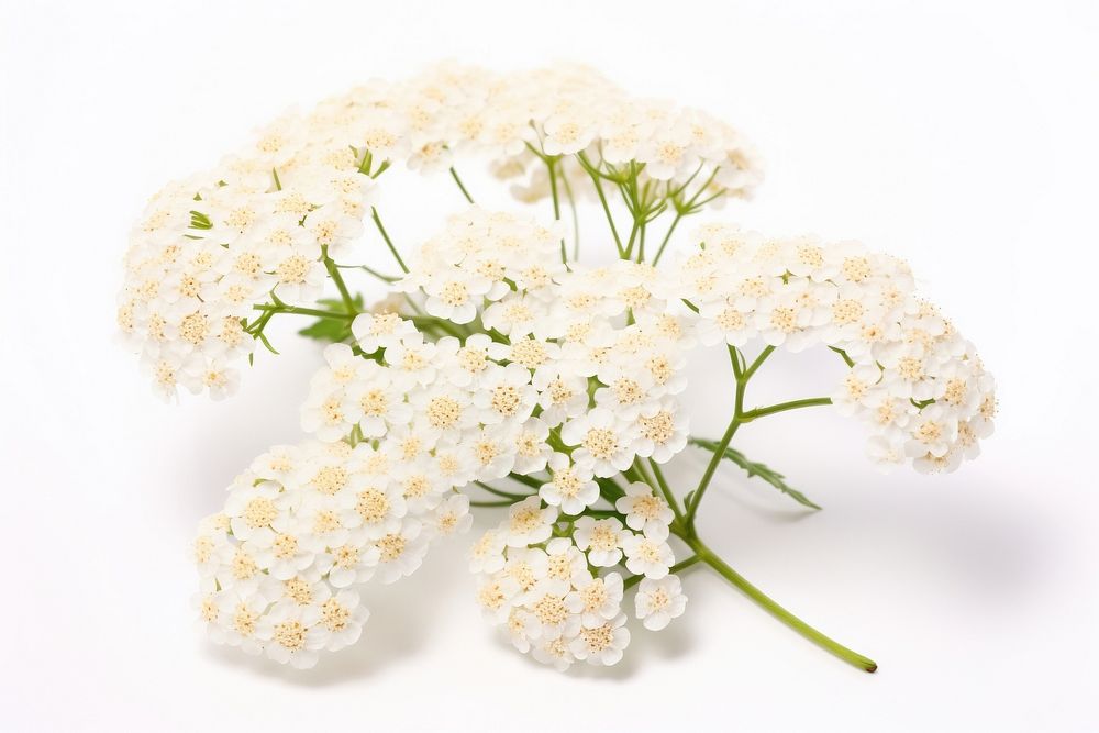Wildflower blossom yarrow plant. AI generated Image by rawpixel.