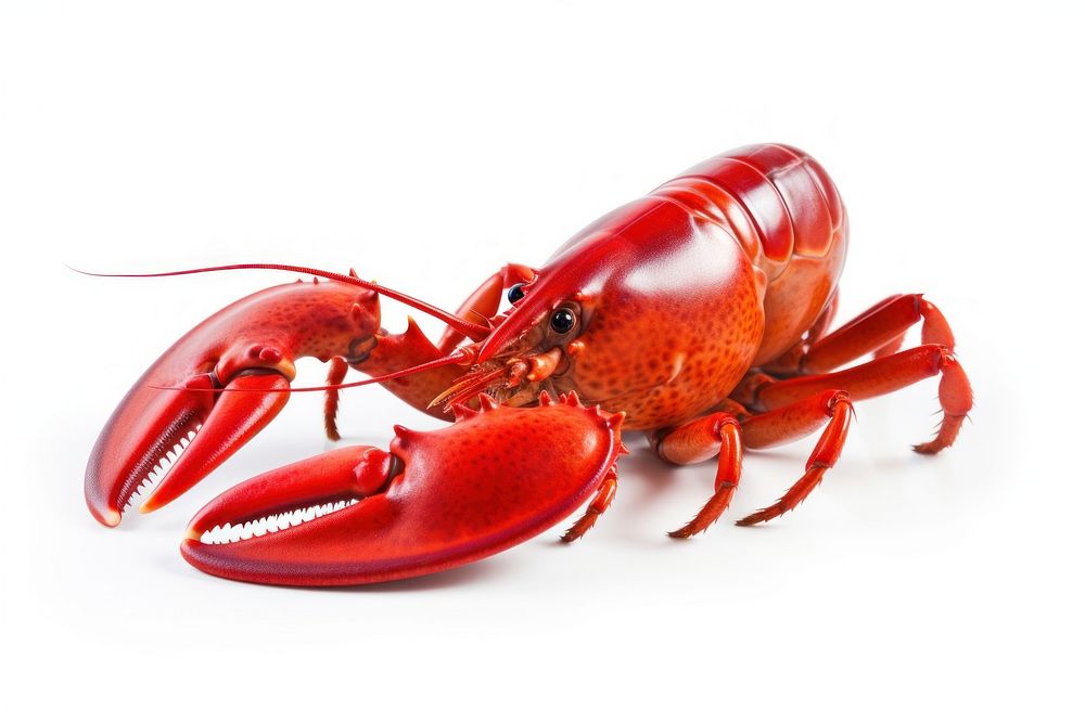 Lobster lobster seafood animal. AI generated Image by rawpixel.