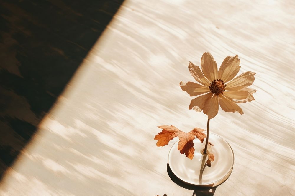 Flower on the table with shadow outdoors nature plant. AI generated Image by rawpixel.