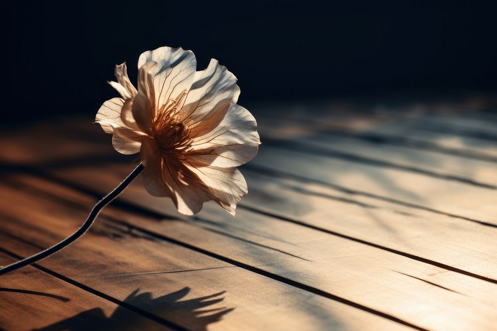 Flower on the table with shadow nature petal plant. AI generated Image by rawpixel.