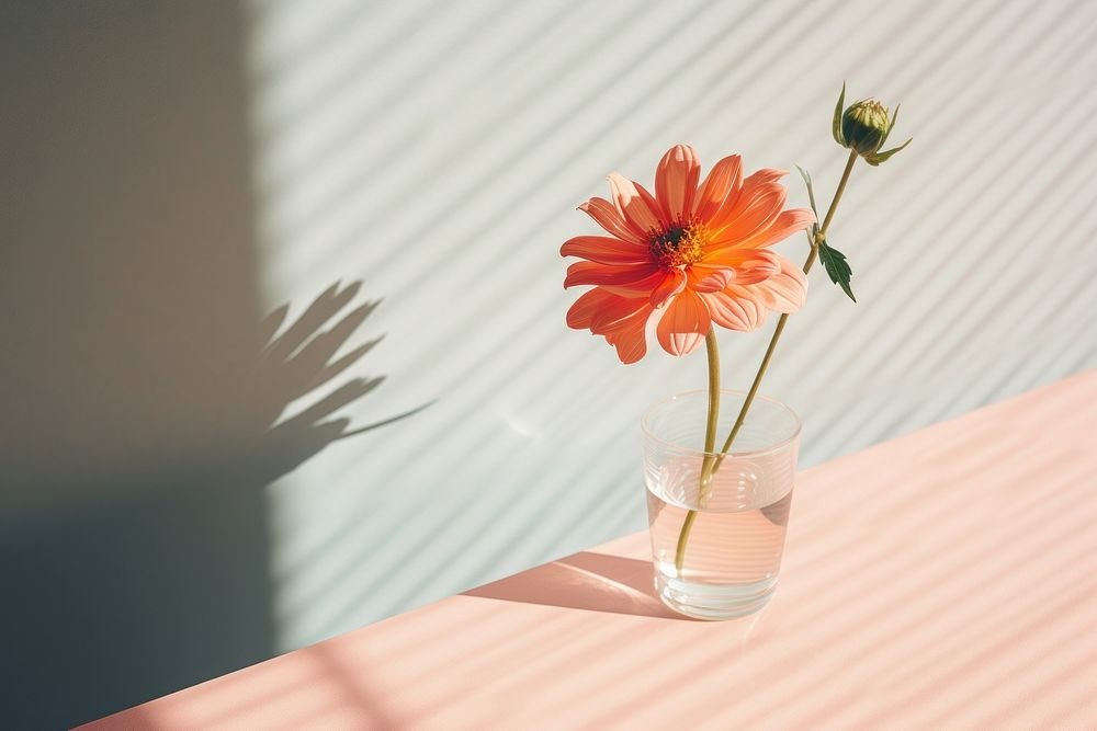 Flower on the table with shadow petal plant daisy. AI generated Image by rawpixel.