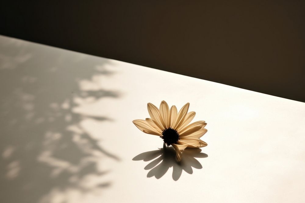 Flower on the table with shadow petal plant inflorescence. AI generated Image by rawpixel.