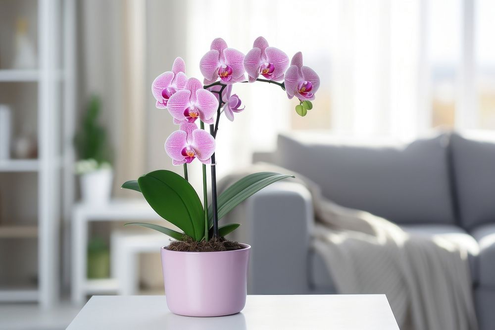 Orchid flower plant pink. AI generated Image by rawpixel.