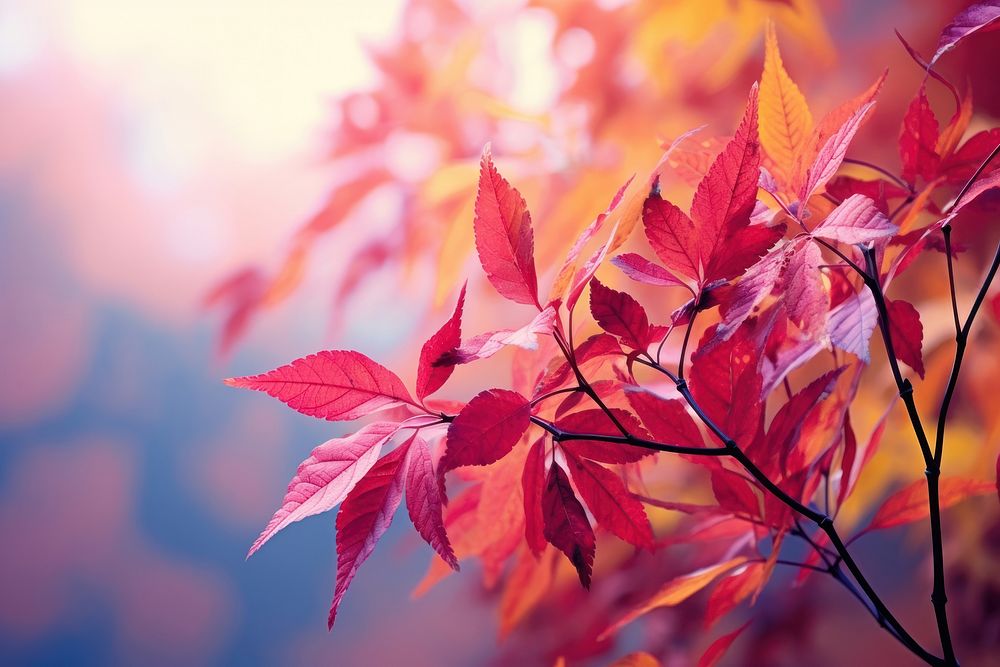 Fall leaves backgrounds autumn plant. AI generated Image by rawpixel.