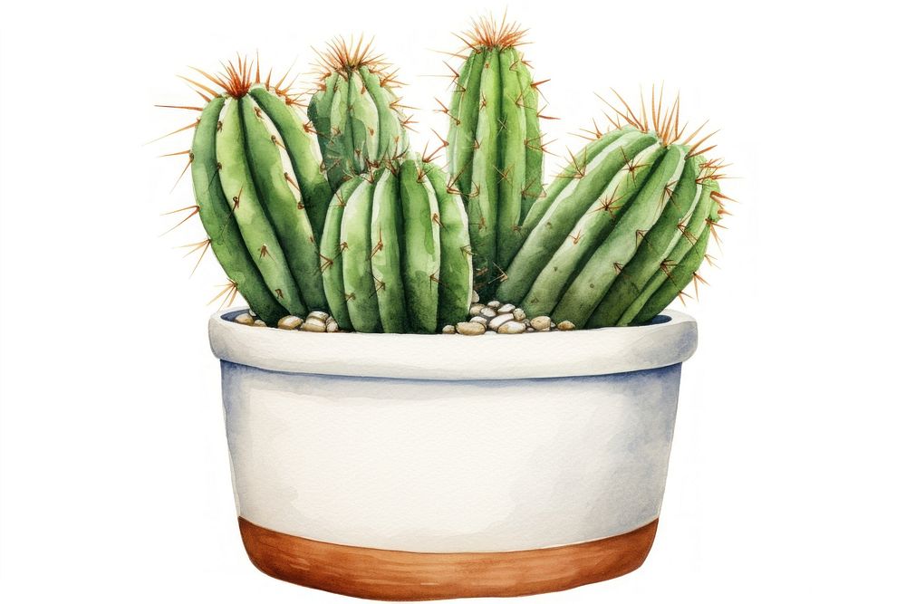 Cactus in a plant pot white background houseplant freshness. AI generated Image by rawpixel.