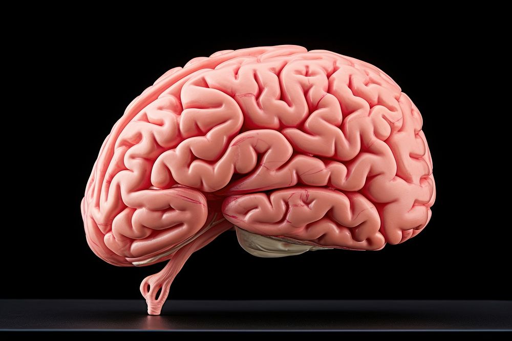 Human brain medical science anatomy. AI generated Image by rawpixel.