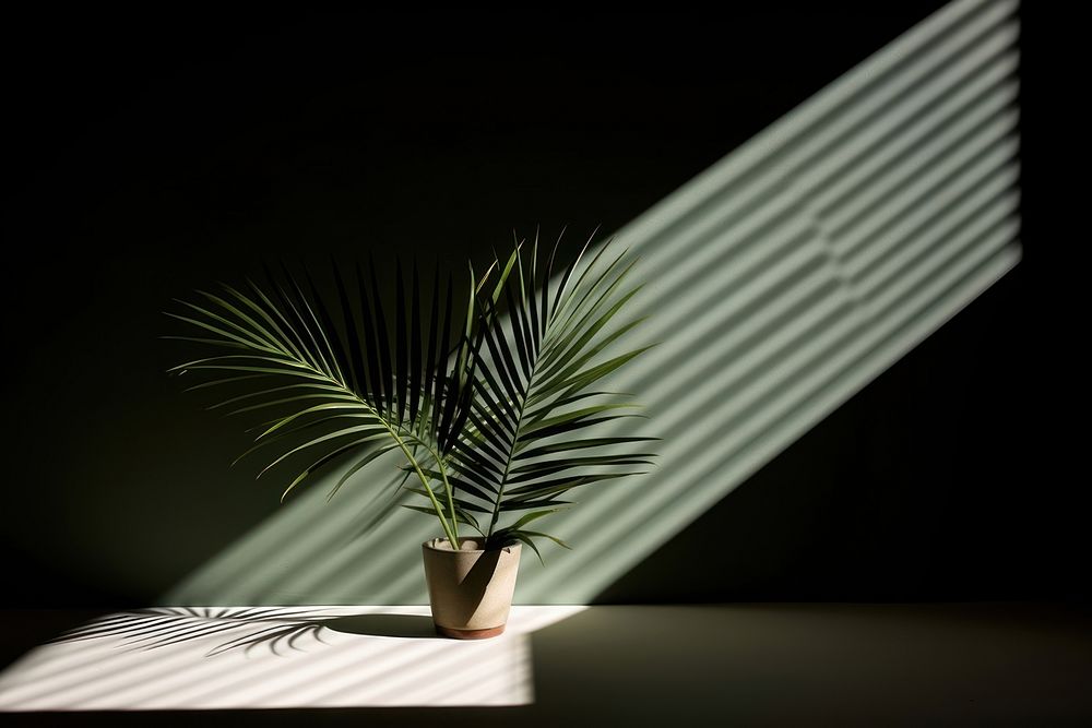 Palm leaves shadow plant leaf. AI generated Image by rawpixel.