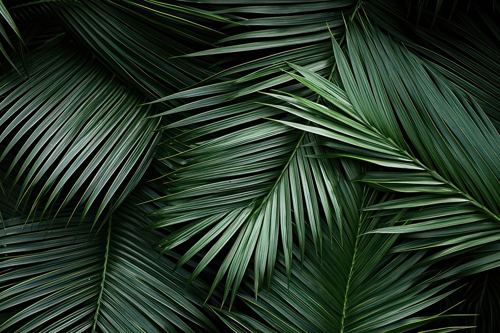 Palm leaves outdoors nature plant. AI generated Image by rawpixel.