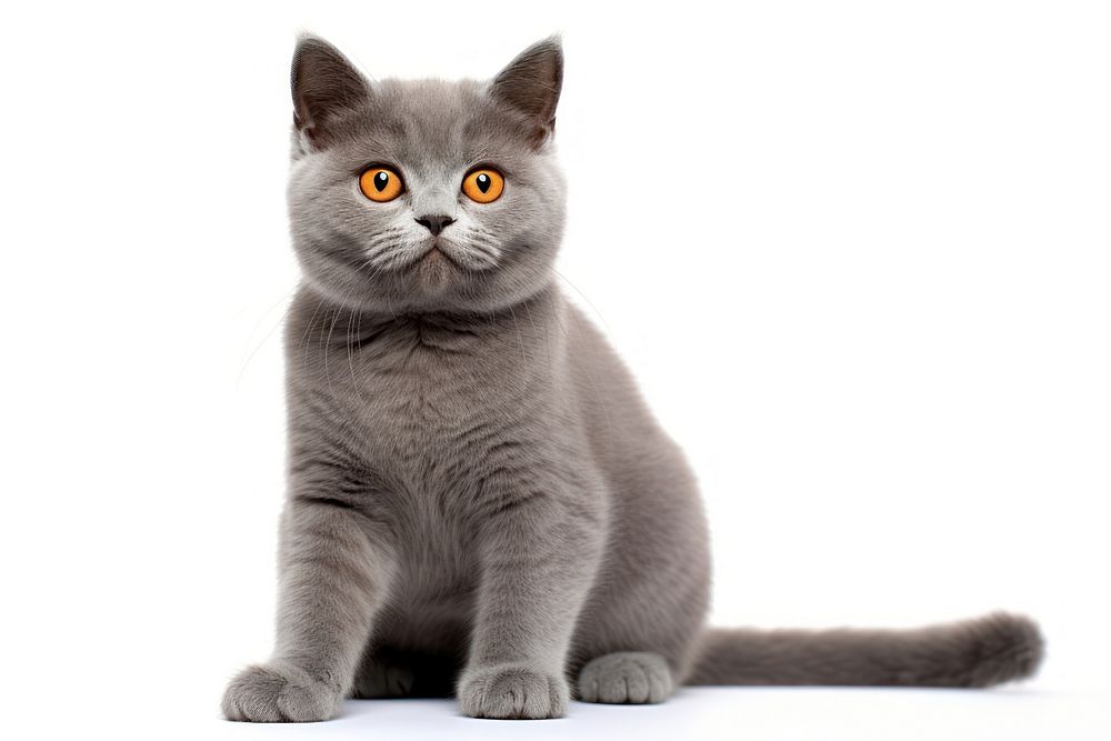 British Shorthair kitten sitting animal. AI generated Image by rawpixel.