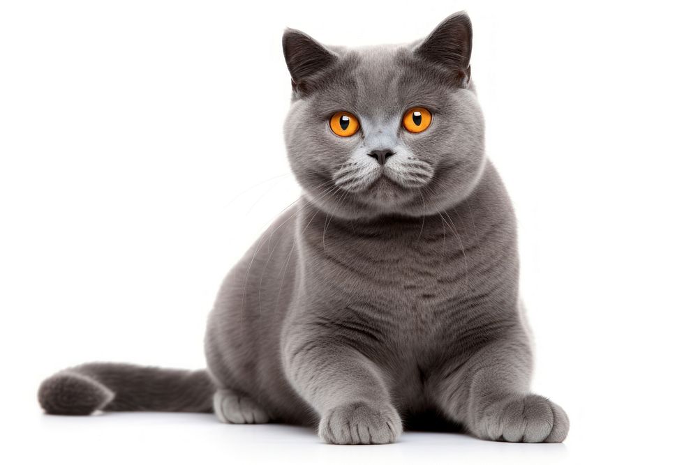 British shorthair cat sitting animal mammal. AI generated Image by rawpixel.