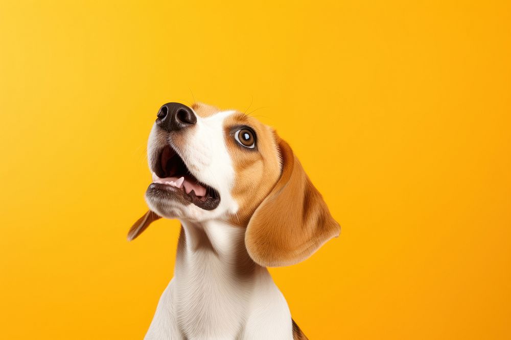 Beagle dog animal mammal hound. AI generated Image by rawpixel.