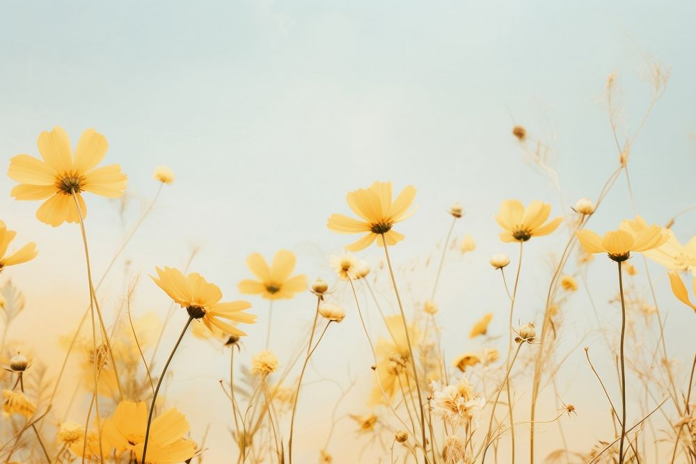 The grass is full of yellow flowers backgrounds outdoors blossom. AI generated Image by rawpixel.