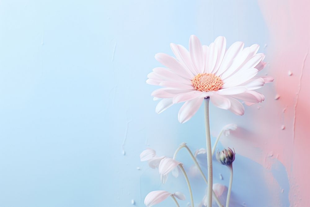 White daisy with pastel blue and pink ink flower petal plant. AI generated Image by rawpixel.