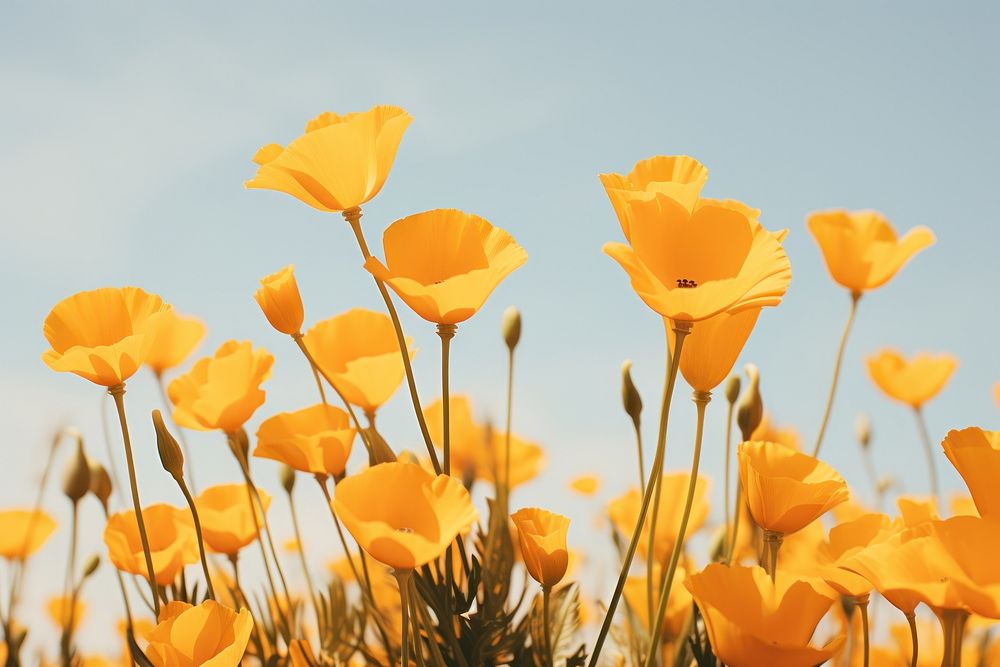 Yellow flowers of eschscholzia californica nature outdoors blossom. AI generated Image by rawpixel.