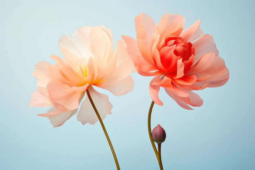 Colorful peony petals blossom flower nature. AI generated Image by rawpixel.