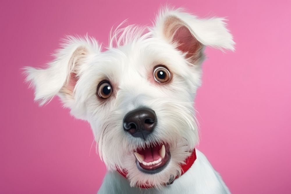 Dog portrait terrier mammal. 