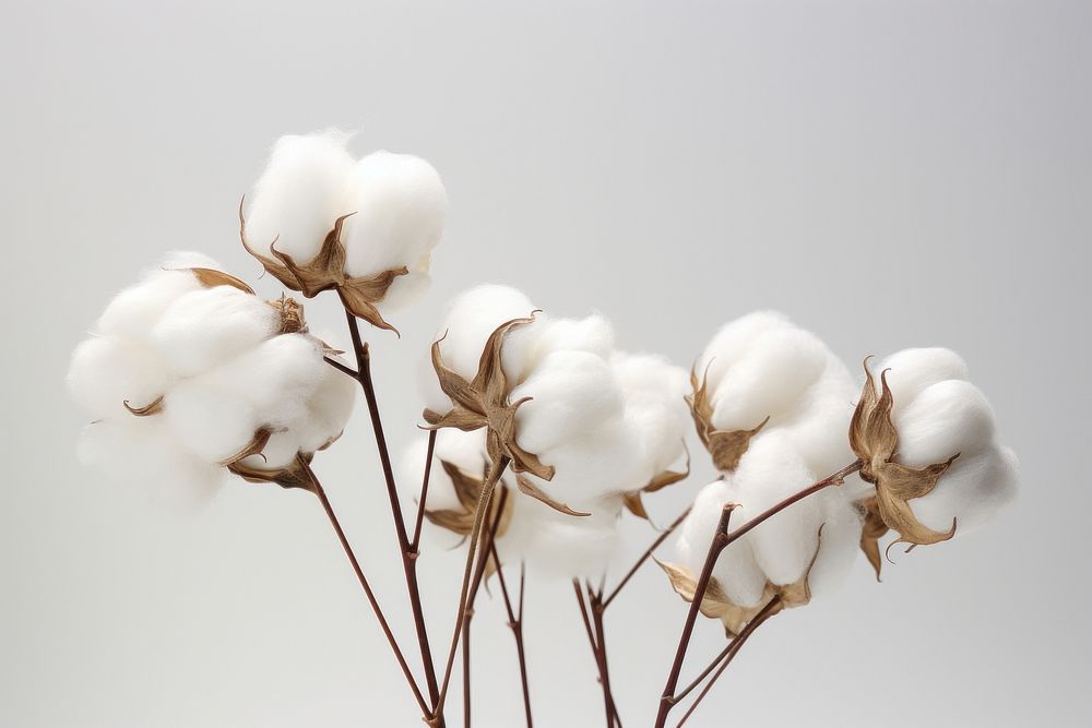 Cotton boll nature cotton white. AI generated Image by rawpixel.