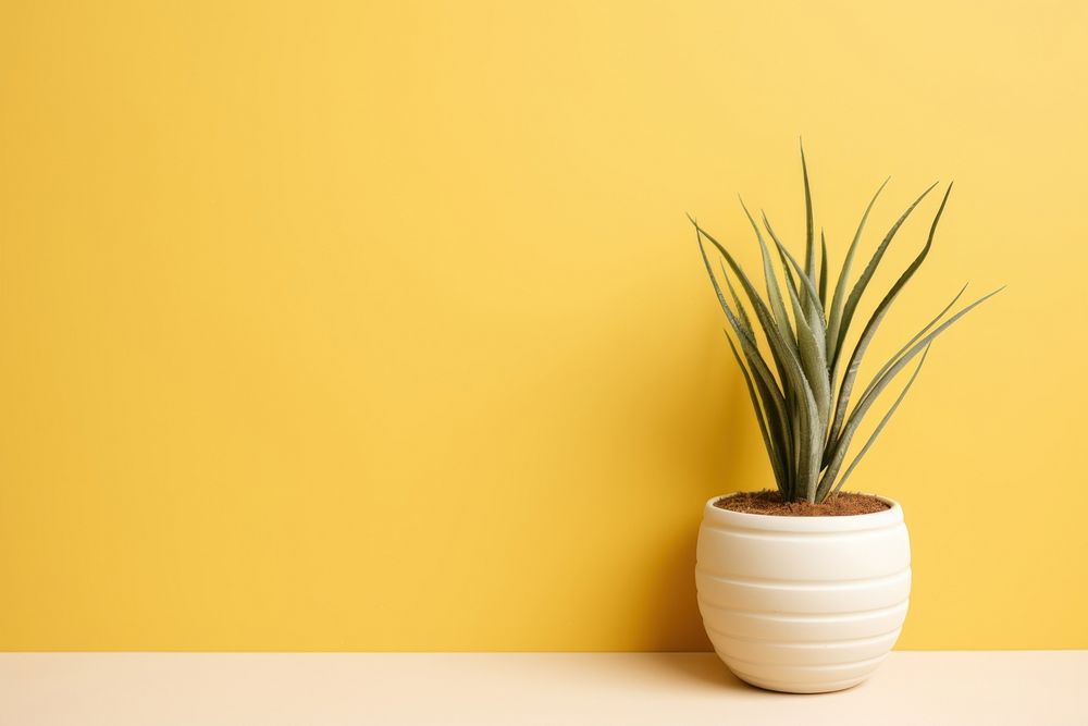 Ceramic pot plant wall houseplant decoration. AI generated Image by rawpixel.