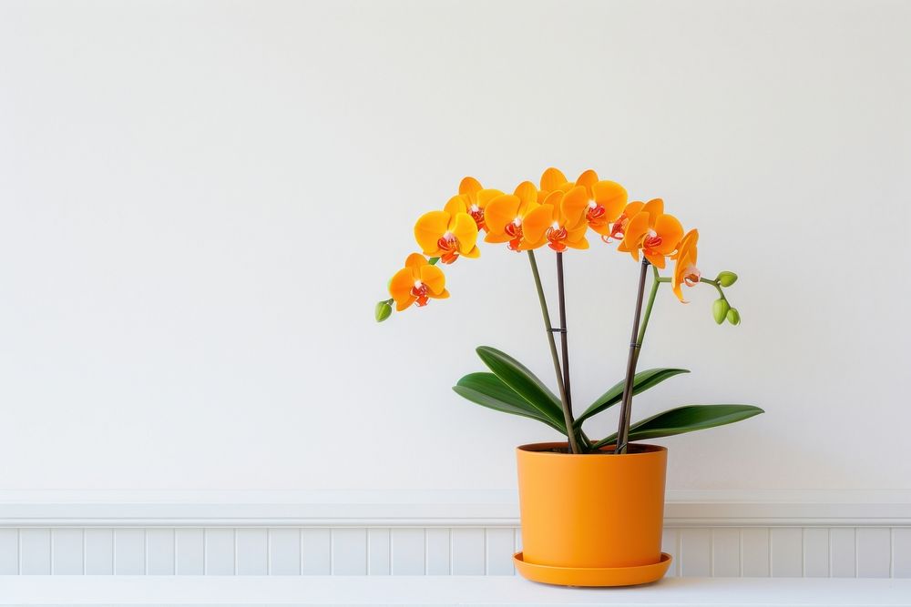 Orange color Orchid in pot plant flower orchid wall. AI generated Image by rawpixel.