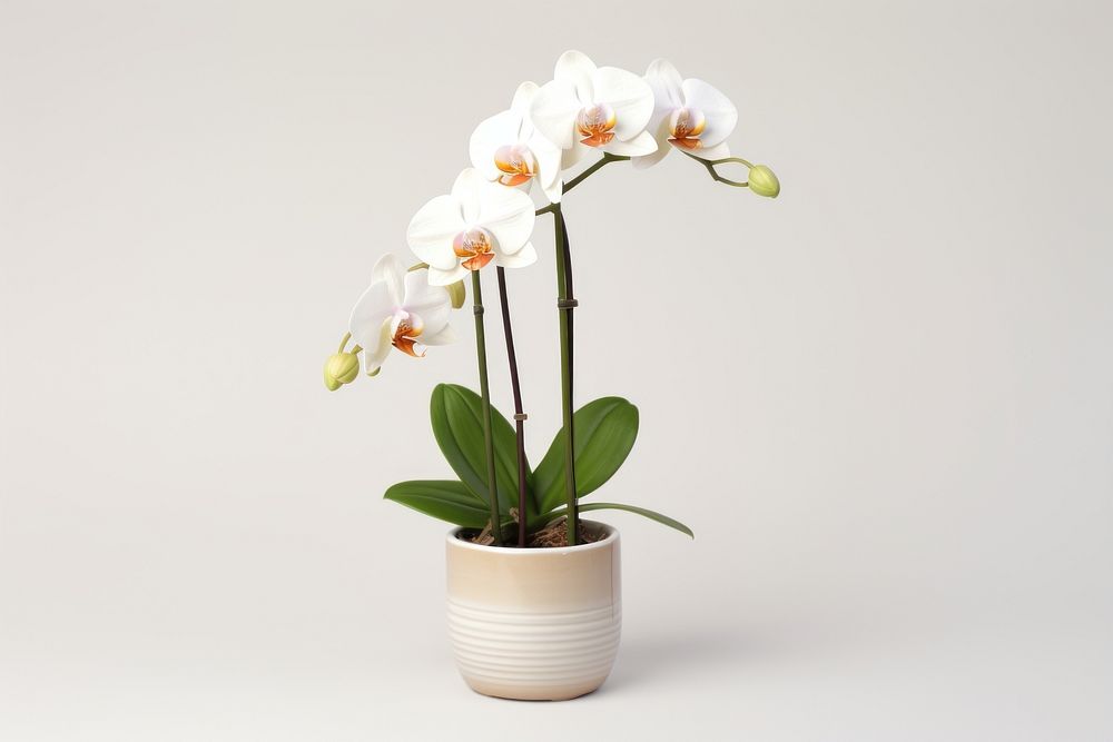 Orchid in pot plant orchid flower white. AI generated Image by rawpixel.
