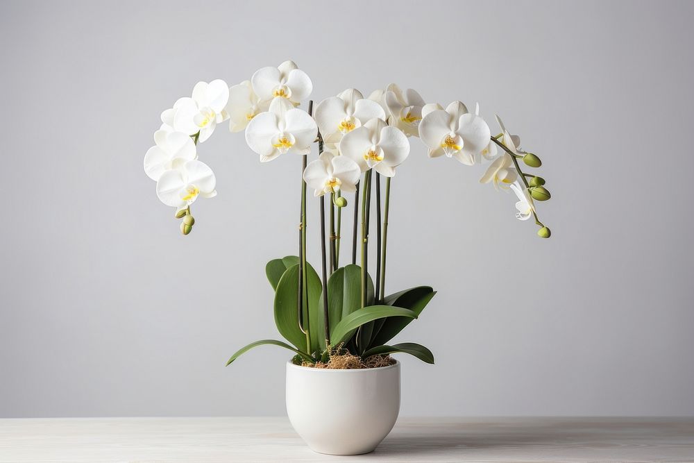 Orchid in pot plant orchid flower white. AI generated Image by rawpixel.