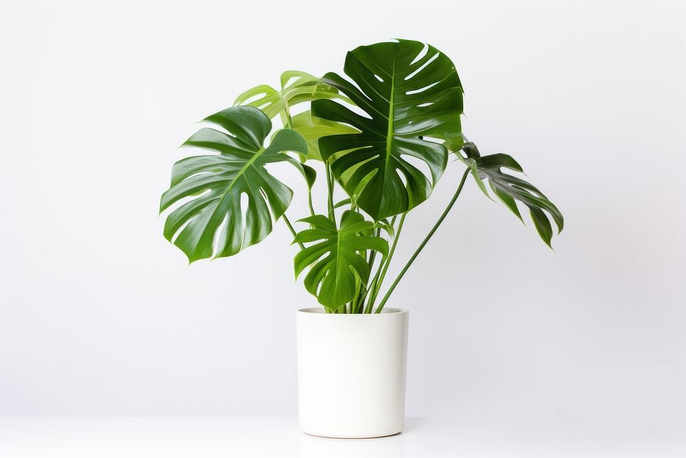 Monstera in pot plant leaf xanthosoma houseplant. AI generated Image by rawpixel.