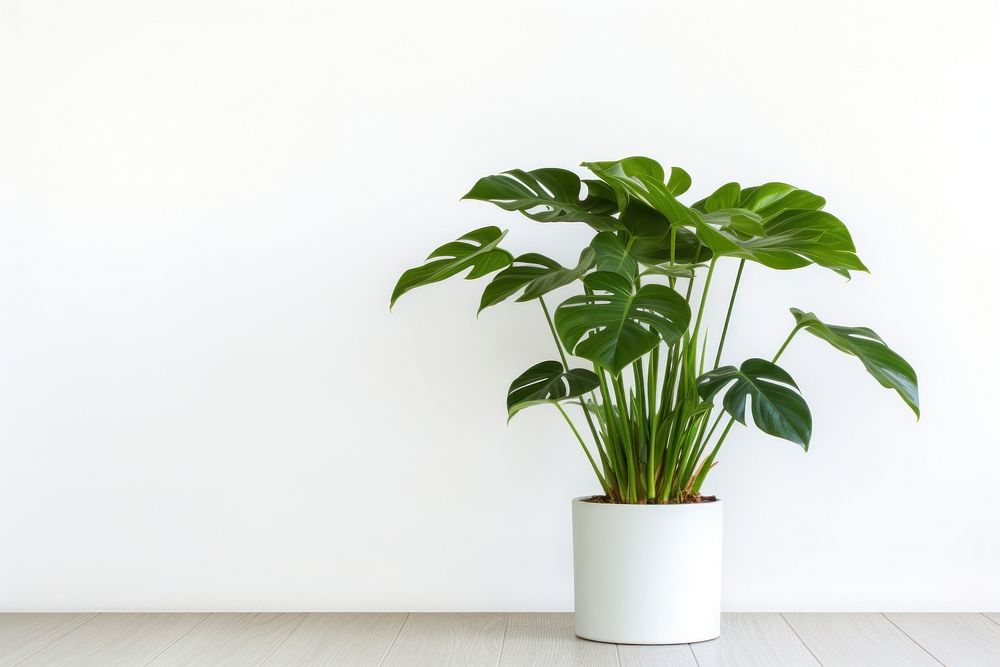 Philodendron in pot plant vase leaf wall. AI generated Image by rawpixel.
