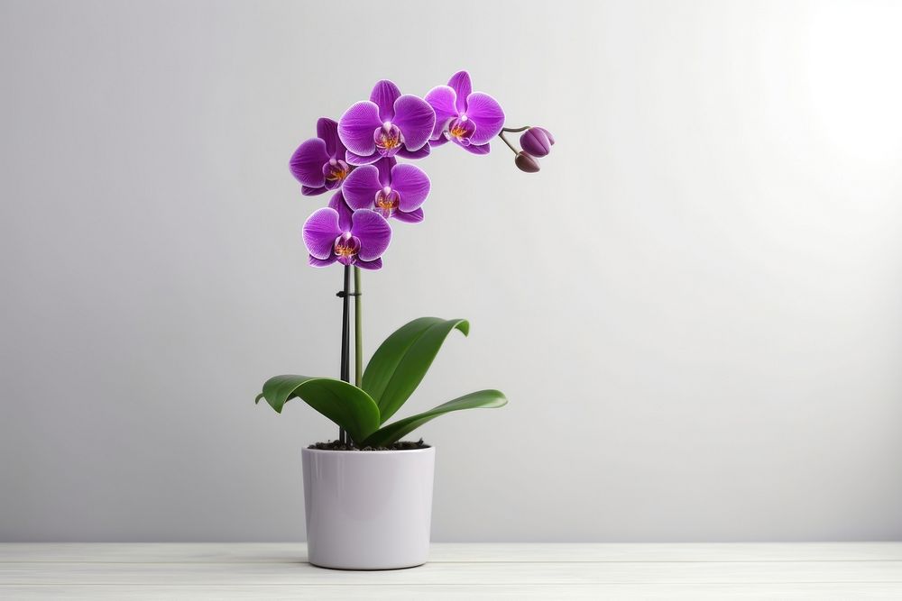 Purple Orchid in pot plant orchid flower inflorescence. AI generated Image by rawpixel.
