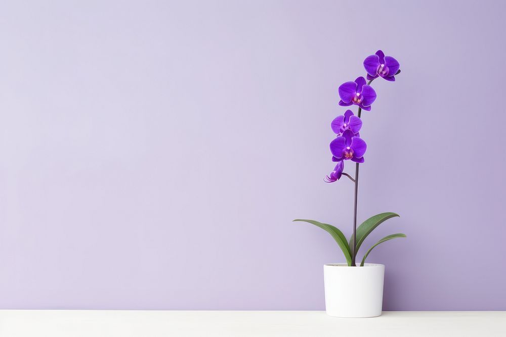 Purple Orchid in pot plant orchid flower wall. AI generated Image by rawpixel.
