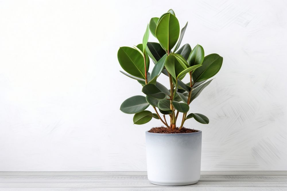 Rubber Plant in pot plant leaf wall houseplant. AI generated Image by rawpixel.