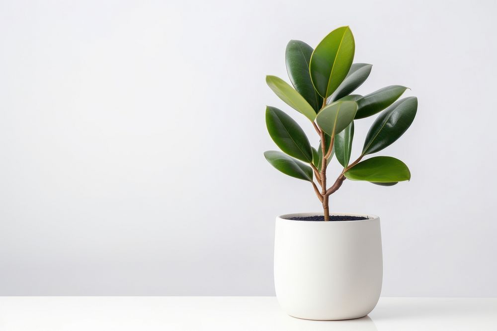 Rubber Plant in pot plant leaf vase houseplant. AI generated Image by rawpixel.