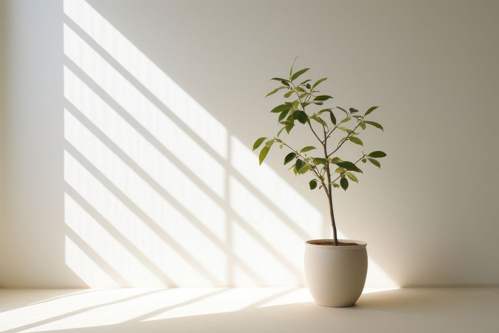 Nature wallpaper windowsill shadow plant. 