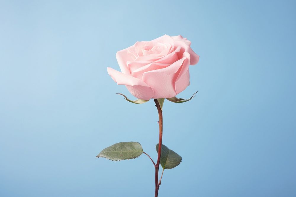 Rose flower petal plant inflorescence. AI generated Image by rawpixel.
