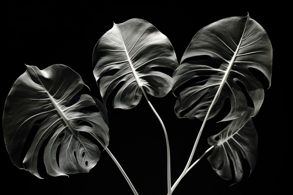 Monstera plant leaf monochrome. AI generated Image by rawpixel.